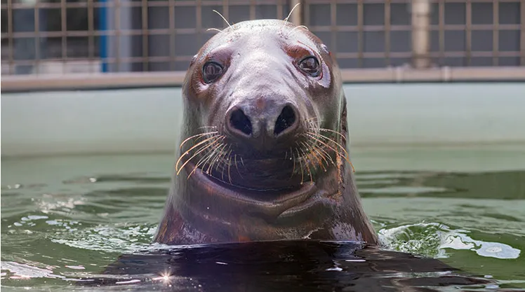 shoebert the seal